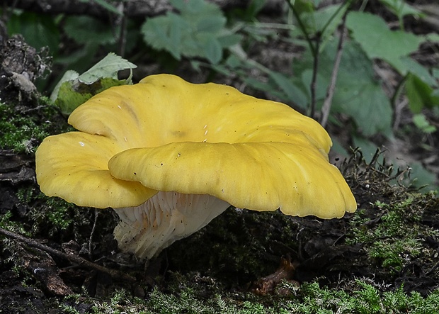 hliva lievikovitá citrónová Pleurotus citrinopileatus (Singer) Ohira