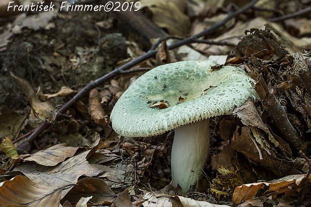 plávka zelenkastá Russula virescens (Schaeff.) Fr.