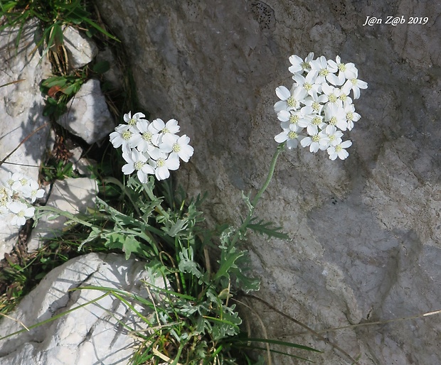 rebríček Achillea clavennae L.