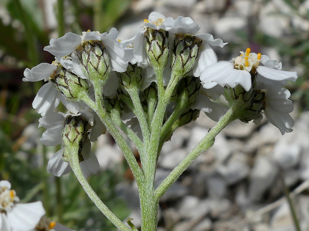 rebríček Achillea clavennae L.