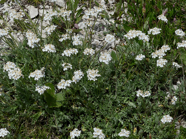 rebríček Achillea clavennae L.