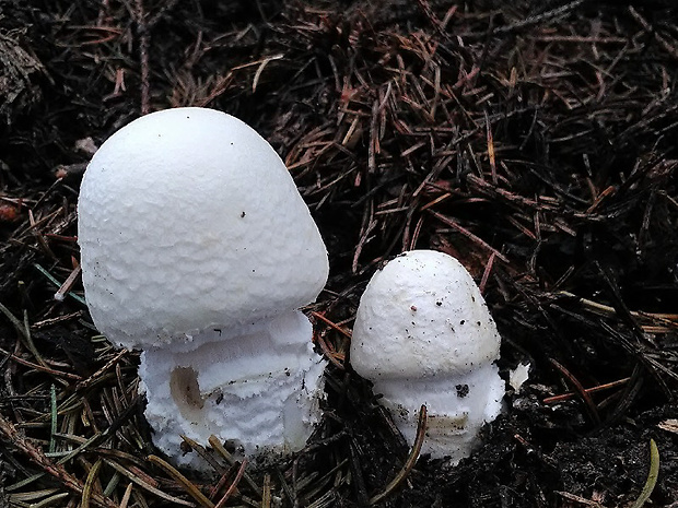 pečiarka šupinkatá Agaricus squamulifer (F.H. Møller) Pilát