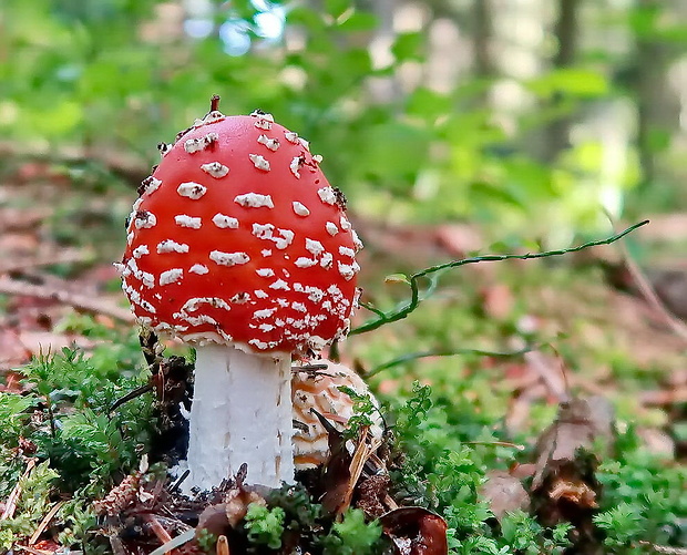 muchotrávka červená Amanita muscaria (L.) Lam.