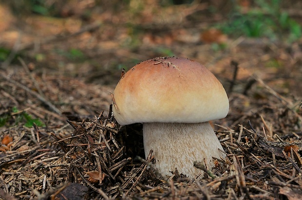 hríb smrekový Boletus edulis Bull.