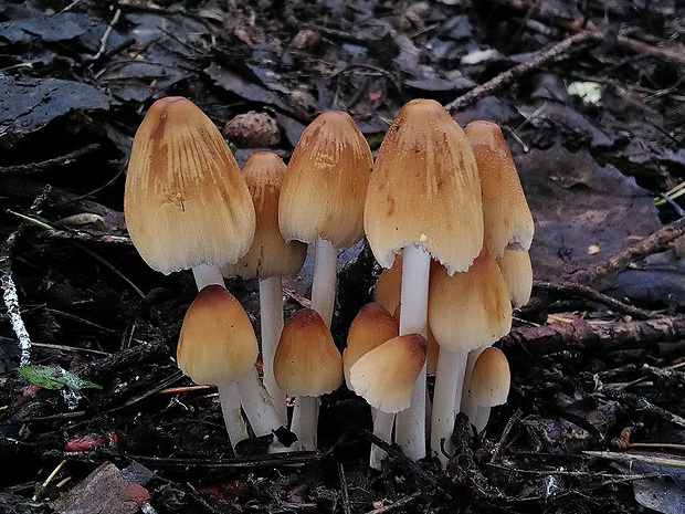 hnojník ligotavý Coprinellus micaceus (Bull.) Vilgalys, Hopple & Jacq. Johnson