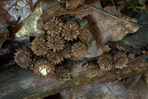 čiaškovec pásikavý Cyathus striatus  (Huds.) Willd.