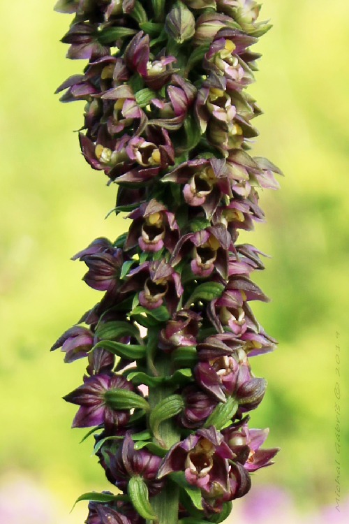 kruštík širokolistý pravý Epipactis helleborine subsp. helleborine (L.) Crantz