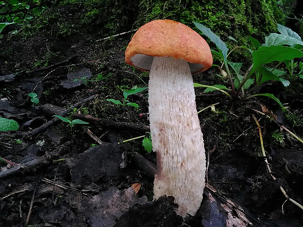 kozák osikový Leccinum albostipitatum den Bakker & Noordel.