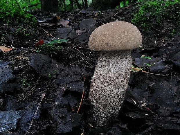 kozák topoľový Leccinum duriusculum (Schulzer ex Kalchbr.) Singer