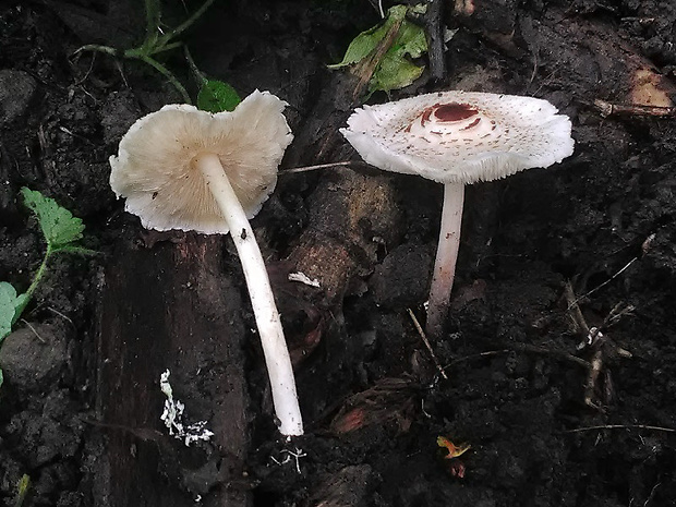 bedlička páchnúca Lepiota cristata Barla