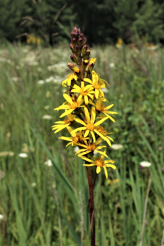 jazyčník sibírsky Ligularia sibirica (L.) Cass.