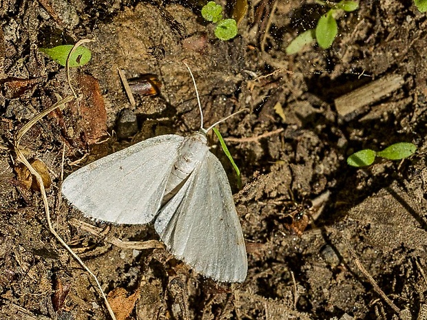 listnatka záhradná Lomographa temerata