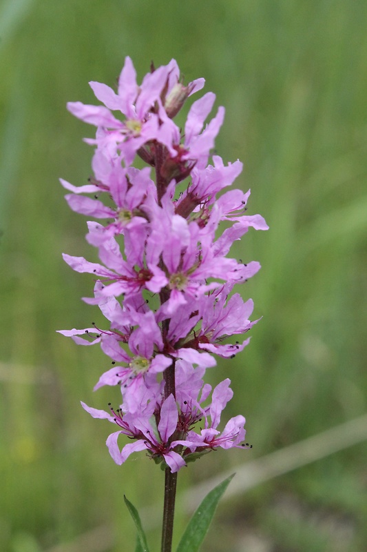 vrbica vŕbolistá Lythrum salicaria L.