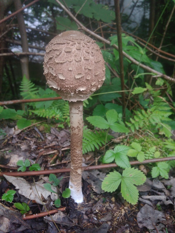 bedľa vysoká Macrolepiota procera (Scop.) Singer