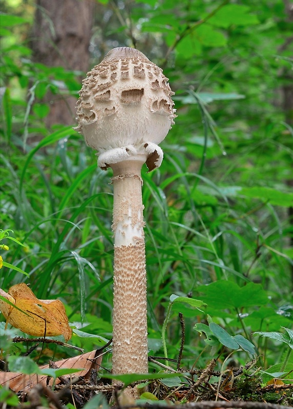 bedľa vysoká Macrolepiota procera (Scop.) Singer