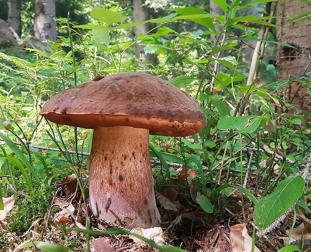 hríb zrnitohlúbikový Neoboletus luridiformis (Rostk.) Gelardi, Simonini & Vizzini