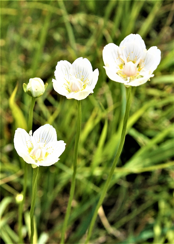 bielokvet močiarny Parnassia palustris L.