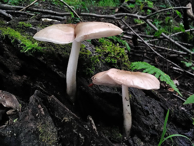 štítovka Pluteus sp.