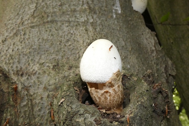 pošvovec stromový Volvariella bombycina (Schaeff.) Singer