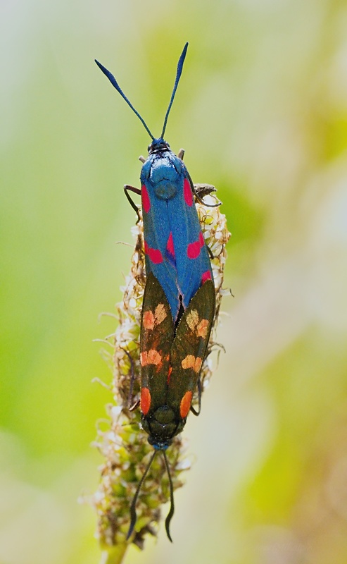 vretienka obyčajná  Zygaena filipendulae