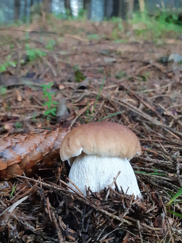 hríb smrekový Boletus edulis Bull.