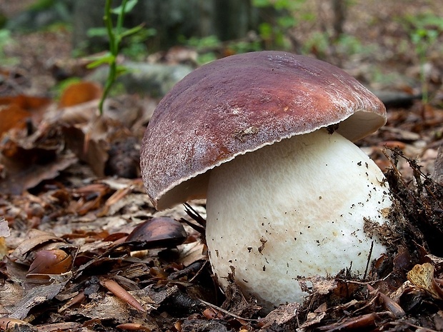 hríb sosnový Boletus pinophilus Pil. et Dermek in Pil.