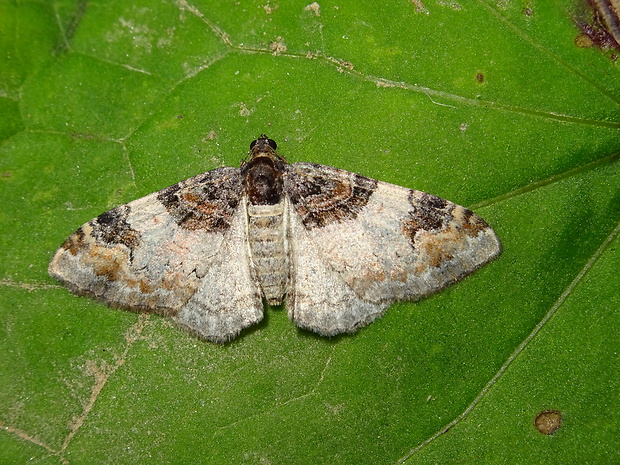 piadivka bučinová Catarhoe cuculata