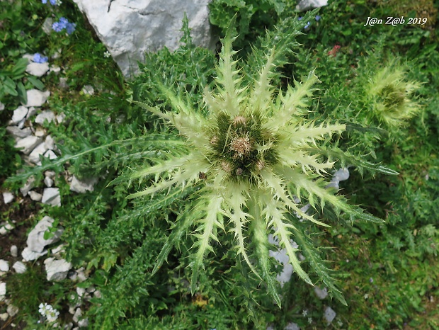 pichliač Cirsium spinosissimum (L.) Scop.