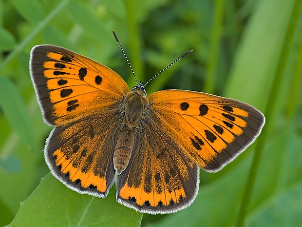 ohniváčik veľký Lycaena dispar