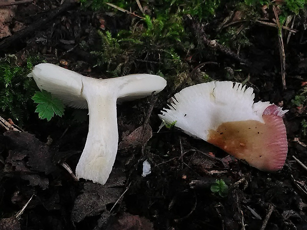 plávka rašelinisková Russula sphagnophila Kauffman