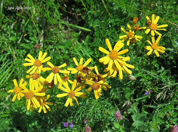 starček abrotanolistý Senecio abrotanifolius L.