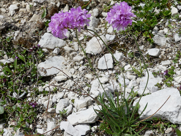 trávnička alpínska Armeria alpina Willd.