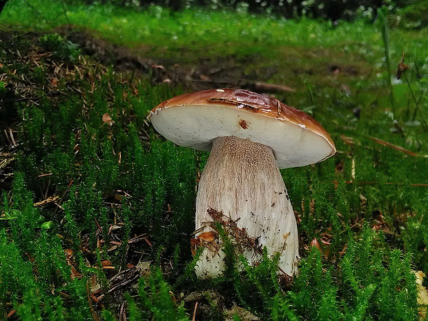 hríb smrekový Boletus edulis Bull.