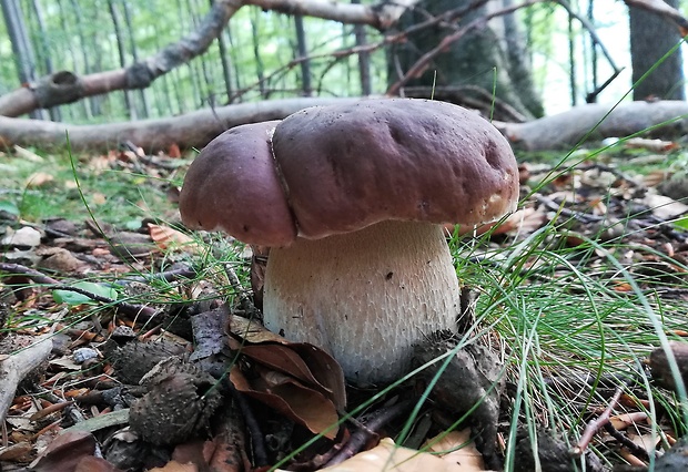 hríb dubový Boletus reticulatus Schaeff.