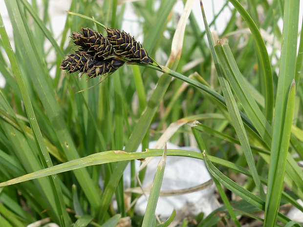 ostrica černastá Carex parviflora Host