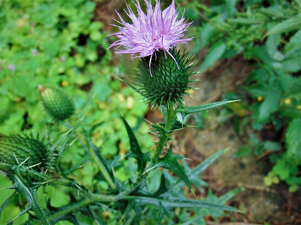 pichliač obyčajný Cirsium vulgare (Savi) Ten.