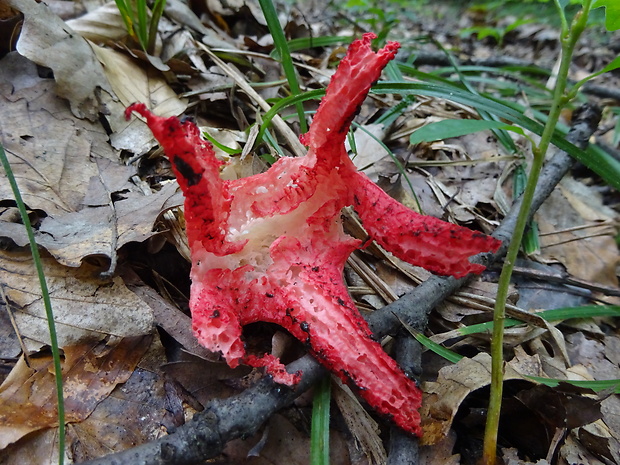 mrežovka kvetovitá Clathrus archeri (Berk.) Dring