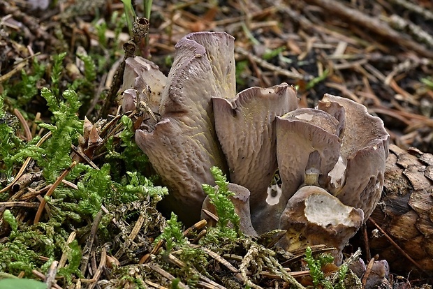 lievikovec kyjakovitý Gomphus clavatus (Pers.) Gray