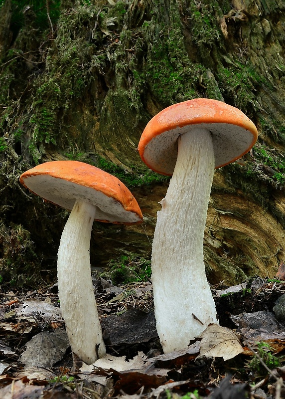 kozák osikový Leccinum albostipitatum den Bakker & Noordel.