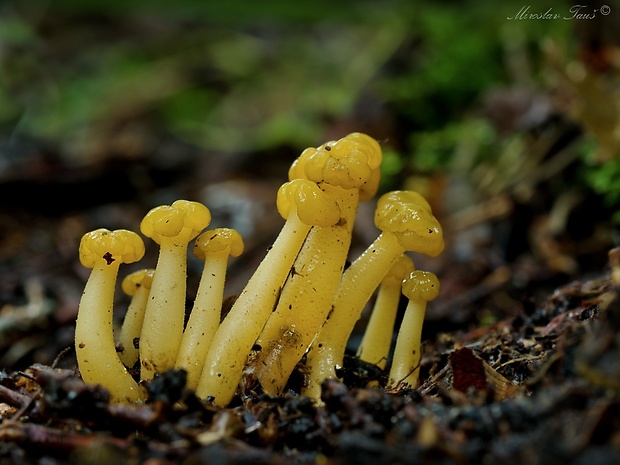 klincovka slizká Leotia lubrica (Scop.) Pers.