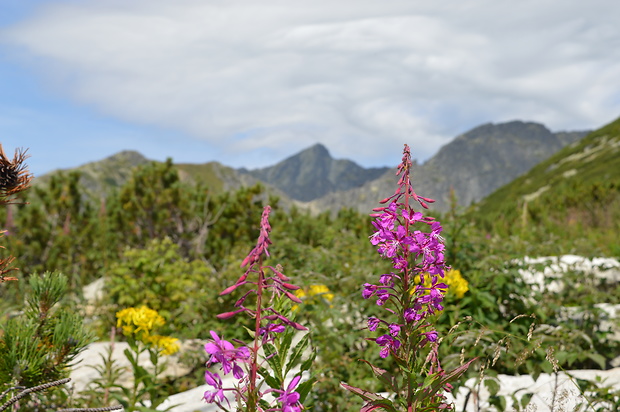 vysoke tatry-chata pod soliskom v pozadi krivan