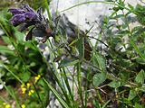 bartsia alpínska