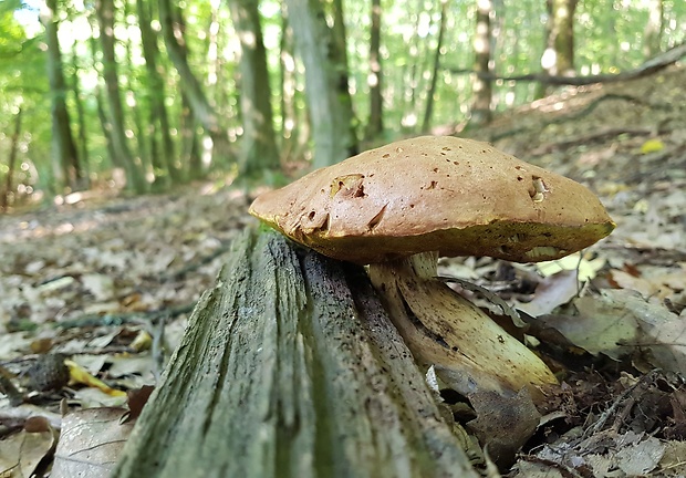 hríb príveskatý Butyriboletus appendiculatus (Schaeff. ex Fr.) Secr.