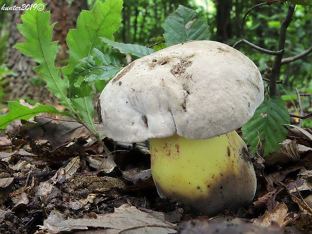 hríb horký Caloboletus radicans (Pers.) Vizzini