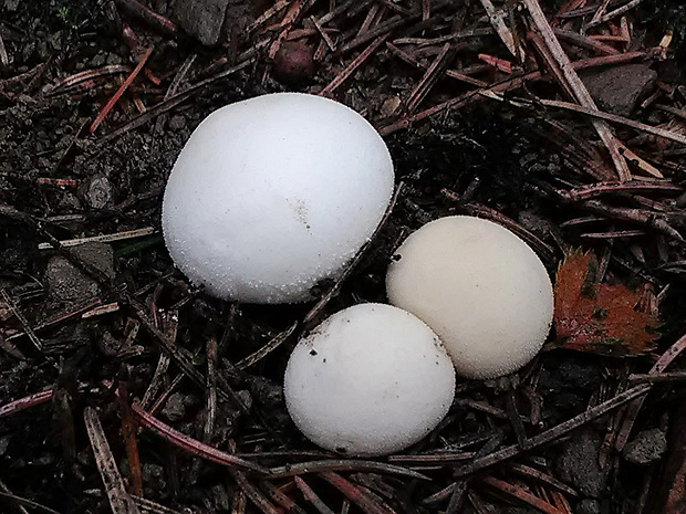 prášnica Lycoperdon sp.