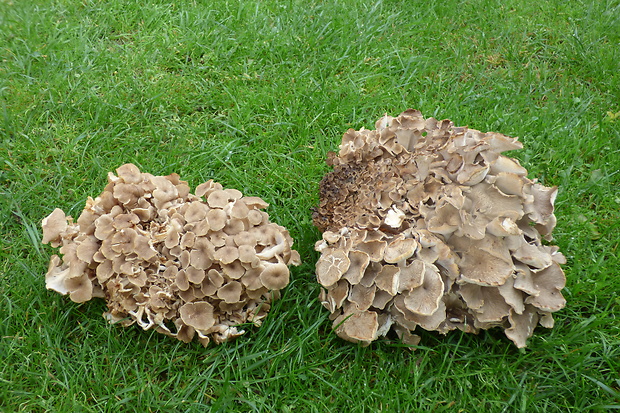 trúdnik klobúčkatý Polyporus umbellatus (Pers.) Fr.