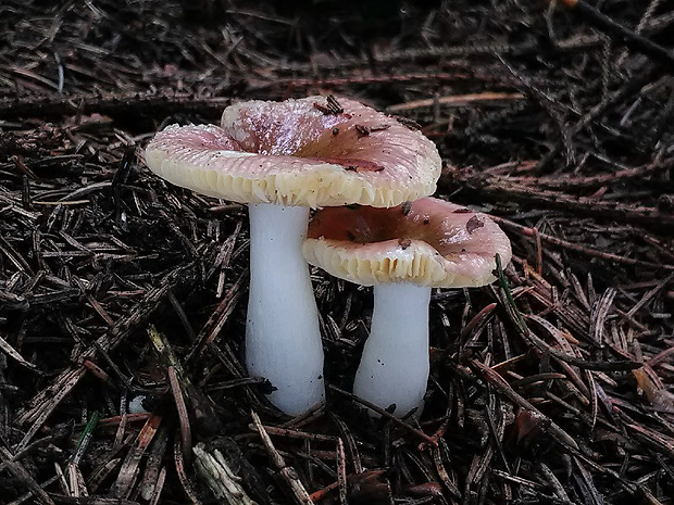 plávka včasná Russula nauseosa (Pers.) Fr.