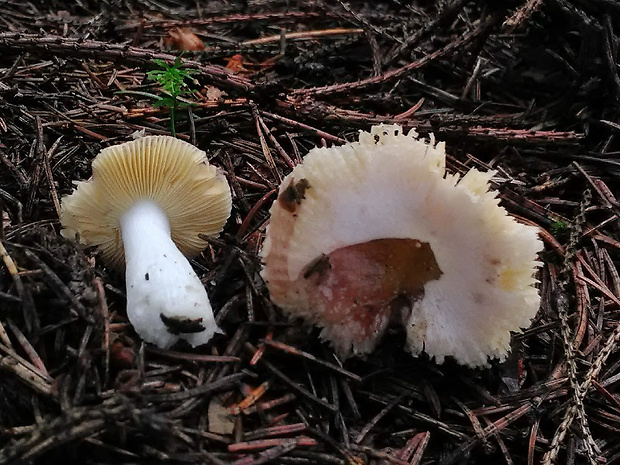 plávka včasná Russula nauseosa (Pers.) Fr.