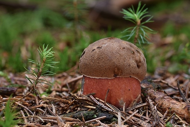 hríb zrnitohlúbikový Sutorius luridiformis (Rostk.) G. Wu & Zhu L. Yang