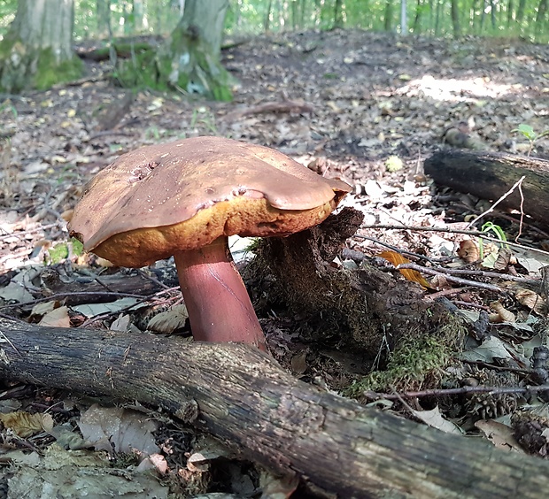 hríb zrnitohlúbikový Sutorius luridiformis (Rostk.) G. Wu & Zhu L. Yang